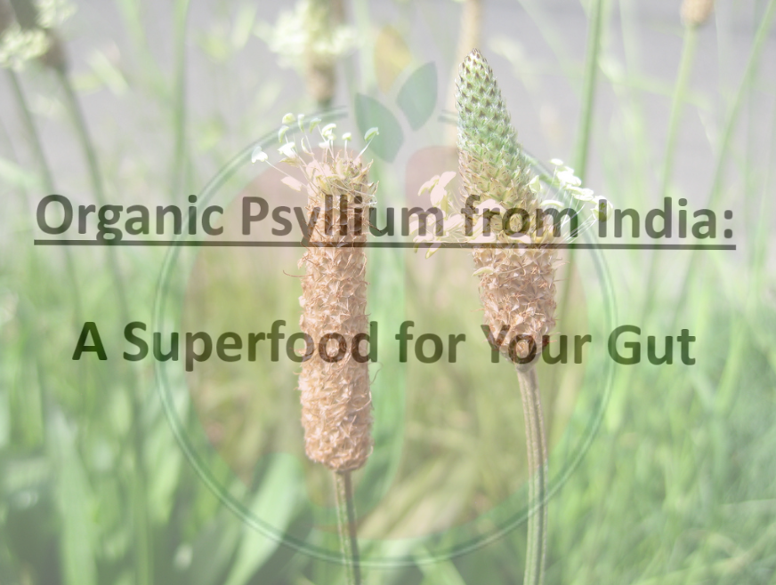 Organic Psyllium from India : A Superfood for Your Gut