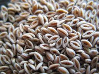 PSYLLIUM REMEDIES AND HERBAL THERAPY