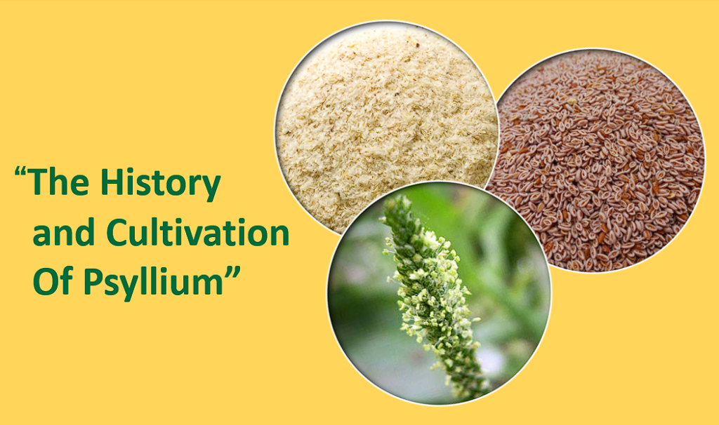 The History and Cultivation of Psyllium