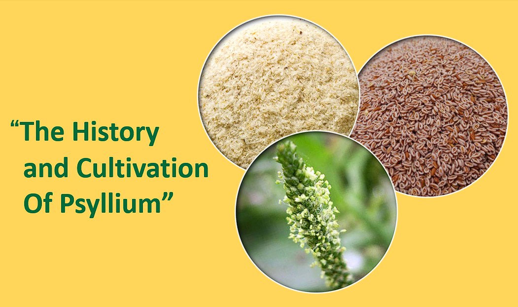 The History and Cultivation of Psyllium
