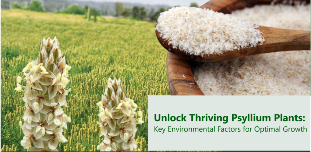 Unlock Thriving Psyllium Plants