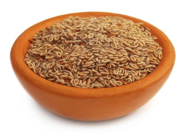 psyllium Seed India