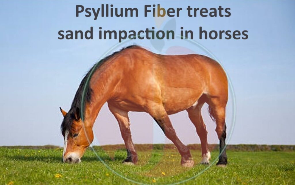 Psyllium Fiber treats sand impaction in horses